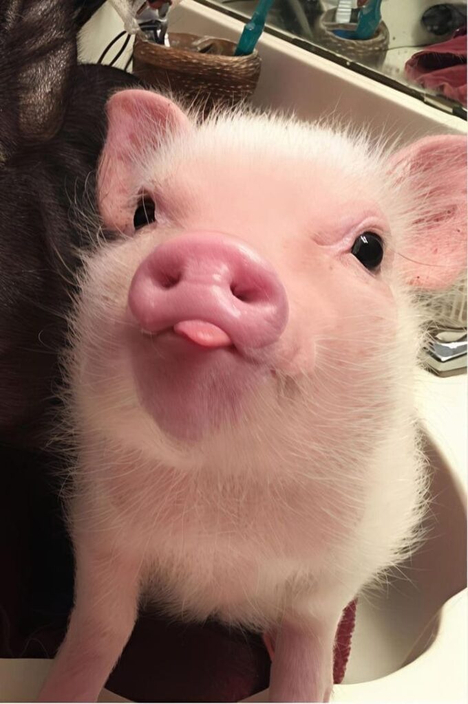 Hình con lợn meme ngộ nghĩnh được chia sẻ rộng rãi trên mạng xã hội